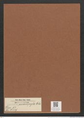 Surirella eucampyla Ehr. (de-Toni-Nr.: Genus 53, Species 2319) Zeichnungen Sammlung Grunow Mappe 02518 (Herbarium_W_Grunow_drawings_Folder_02518)